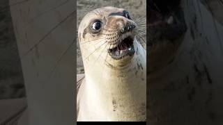 Seals vs Sea Lions: Let's 'Seal'ebrate The Differences! #animalshorts #seal #sealions #seadogs #dog