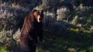 Why Do Bears Stand on Two Feet?