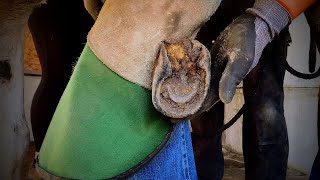 Donkey In Need Of A Trim - Hoof Trimming - Transformation - ASMR - So Satisfying