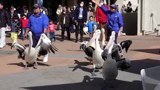 4K　ペリカンさんがオサンポしてます！　ペリカンのガイダンス　　今日も鴨川シーワールドですよ！　C0003