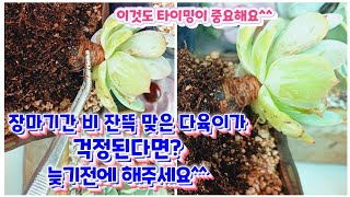 장마기간 비 잔뜩 맞은 다육이가 걱정 된다면? 늦기전에 꼭 이렇게 해주세요 ~^^ 타이밍도 중요합니다