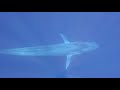 Moby Dick Tours: Timor Leste 2022 - Swimming with Blue whales