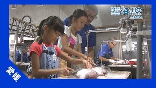 2017年 #19 SEAJOBKIDS 海のお仕事体験in土屋水産 | 海と日本PROJECT in えひめ