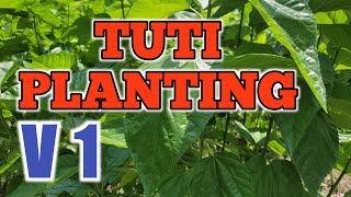 tuti palnting | V1tuti  तुती लागवड