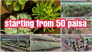 ఇక్కడ మొక్కలు 50 పైసలు మాత్రమే//vegetables seedlings  50 paisa only//అన్ని రకాల మొక్కలు ఉన్నాయి