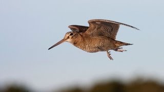 Woodcock on the Black Isle