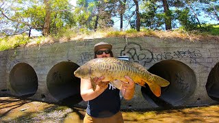 I Discovered GIANT FISH In Melbourne's Hidden URBAN DRAINAGE SYSTEM