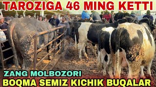 BOQMA KICHIK VA SEMIZ BUQALAR NARXLARI SURXONDARYO MUZRABOT ZANG MOLBOZORI 01.02.2025