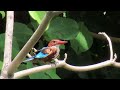 นกกระเต็นอกขาว white throated kingfisher สวนหลวง ร.9