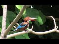 นกกระเต็นอกขาว white throated kingfisher สวนหลวง ร.9