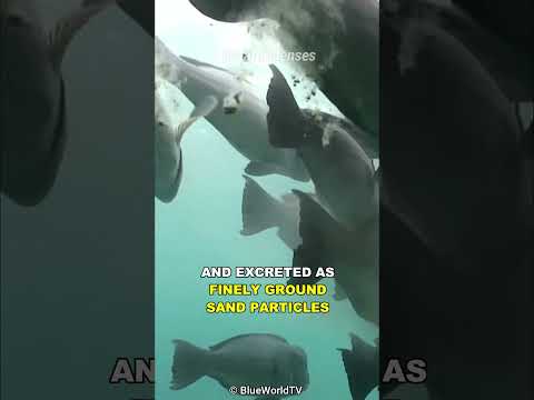 What percent of sand is fish poop?