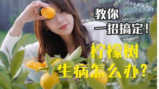 柠檬树生病了怎么办？柠檬长黑斑！叶子枯黄、卷曲、被虫啃等等问题一网打尽！一瓶搞定！