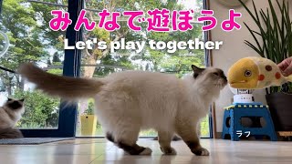 バーマン猫ガブとラフとウリ【みんなで遊ぼうよ】Let's play together（バーマン猫）Birman/Cat