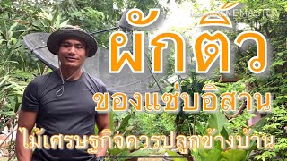 ผักติ้ว-พืชผักของแซ่บอิสาน-ที่น่าปลูกติดบ้านสักต้น EP.1