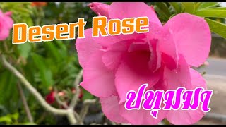 Desert Rose EP.1 กุหลาบทะเลทราย ชวนชม ปทุมมา ชมพูหวานแหวว น่าร๊ากกก กับสบายๆ.. ตามใจฉัน