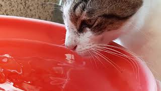 貓咪喝水慢動作  Cat drinking water slow motion