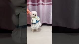 cute dog viral video | chintu dog reels | funny and cute Pomeranian | #shorts #trending