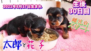 2021年8月17日生まれ・ニコの双子ちゃん(生後30日目)【ヨークシャーテリア専門犬舎チャオカーネ】