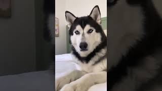 That face... Guilty or Not Guilty? #shorts #husky #funny