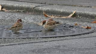 かわいいスズメの水浴び