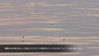 朝日の中のミズナギドリ /Shearwaters flew in the morning sun