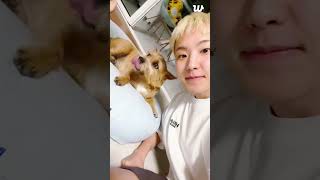 [Eng sub] HOSHI and LATTE WEVERSE LIVE 😆🐯(12.23.24)✨#seventeen #hoshi #latte #weverselive #kpop