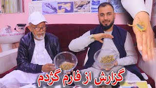 گزارش جمشیدغضنفری از زهر گژدم دوا موی رفتگی ؟🤔داکتر شیرزاد دلیل موی رفتگی باد میده است 🤔