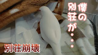 【白文鳥】楽しく遊んでいたらマロンの別荘が大変なことに...　マロン【Java sparrow】