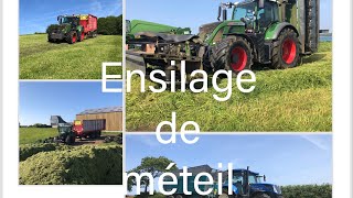 ensilage de meteil