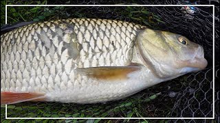 DUŻY KLEŃ z małej RZEKI! | KLENIE na Spinning!