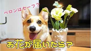 お花が気になってあっちこっち顔出すコーギー(おまけの初ライブ後のフライの動画)