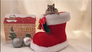 シマリスのクりすマス！/Merry Christmas from chipmunk Sophie