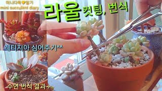 라울 컷팅, 번식/ 레티지아 심기^^ 수연 번식 결과/ Sedum Clavatum cutting, propagation