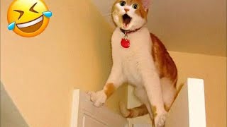 Pets Gone Wild! Funniest Cats \u0026 Dogs Compilation Ever 🐕🐈🤣