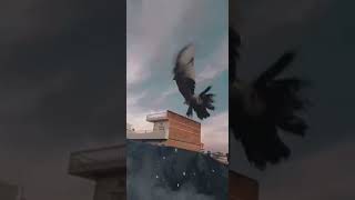 Brave pigeon