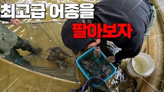 민물에서 아주 귀한 어종! 첫 출하를 합니다. 비싸긴 하네요..ㄷㄷ