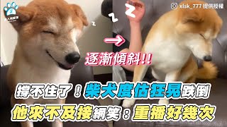 【撐不住了！柴犬度估狂晃跌倒 他來不及接網笑：重播好幾次】｜IG / xlsk_777 ／ YT @薯勾伊捏すごいね