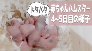 ジャンガリアンハムスターの赤ちゃん生後4日～5日の様子！母ハムスター授乳に奮闘