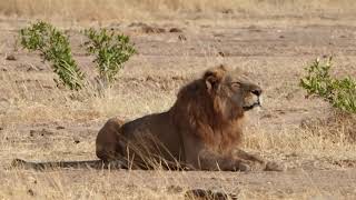 Morning game drive at Camp Mana