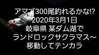 アマゴ300尾釣れるかな!? 2020年3月1日 岐阜県 某ダム湖で ランドロックサクラマス～ 移動してテンカラ