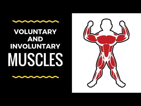 Are abdominal muscles voluntary or involuntary?