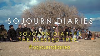 SOJOURN DIARY #5 - THE BLESSED TREE