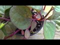 ⟹ malabar spinach basella alba its growing fast