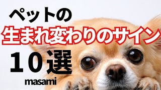 気づいて‼️必ず返ってくる🐶ペットの生まれ変わり10選🐶🌈🐈🌈🐭🌈