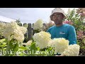 panicle hydrangeas with rick❗