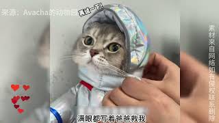 它是眼神犀利的双标小猫，仿佛从动画里走出来，简直不要太可爱