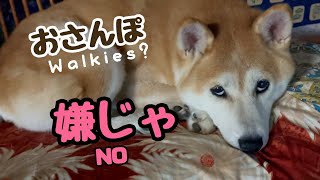 散歩嫌いな柴犬を朝日の綺麗な港へ連れて行ってみた　I took my dog, who hates walks, to a nice port