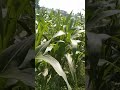 SOLUSI TERBAIK UNTUK TANAMAN JAGUNG APLIKASI PUPUK ORGANIK ECO FARMING