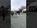 秋田犬保存会東北北海道総支部展