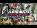 36 Jenis Burung kicau Cucak-Cucakan‼️Disertai harga bahannya. Bagian-1